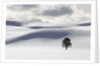 Lodgepole Pine in Snow by Anonymous