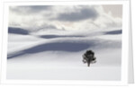 Lodgepole Pine in Snow by Anonymous