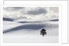 Lodgepole Pine in Snow by Anonymous