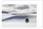 Lodgepole Pine in Snow by Anonymous