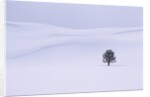 Lodgepole Pine in Snow by Anonymous