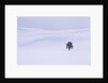 Lodgepole Pine in Snow by Anonymous
