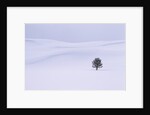 Lodgepole Pine in Snow by Anonymous