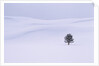 Lodgepole Pine in Snow by Anonymous