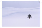 Lodgepole Pine in Snow by Anonymous