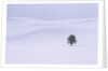 Lodgepole Pine in Snow by Anonymous