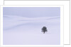 Lodgepole Pine in Snow by Anonymous