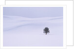 Lodgepole Pine in Snow by Anonymous