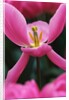 Pink Tulip Close-Up by Anonymous