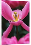 Pink Tulip Close-Up by Anonymous