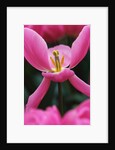 Pink Tulip Close-Up by Anonymous