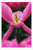 Pink Tulip Close-Up by Anonymous