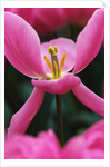 Pink Tulip Close-Up by Anonymous