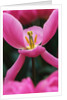 Pink Tulip Close-Up by Anonymous