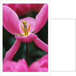 Pink Tulip Close-Up by Anonymous
