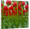 Red Tulips with Raindrops by Anonymous