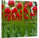 Red Tulips with Raindrops by Anonymous