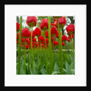 Red Tulips with Raindrops by Anonymous