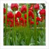 Red Tulips with Raindrops by Anonymous
