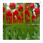 Red Tulips with Raindrops by Anonymous