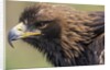 Golden Eagle Head in Profile by Anonymous
