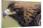 Golden Eagle Head in Profile by Anonymous