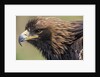 Golden Eagle Head in Profile by Anonymous