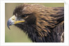Golden Eagle Head in Profile by Anonymous