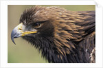Golden Eagle Head in Profile by Anonymous