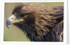 Golden Eagle Head in Profile by Anonymous
