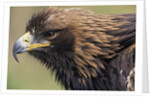 Golden Eagle Head in Profile by Anonymous