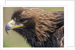 Golden Eagle Head in Profile by Anonymous