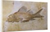 Propterus Elongatus Fish Fossil by Anonymous