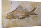 Propterus Elongatus Fish Fossil by Anonymous