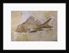 Propterus Elongatus Fish Fossil by Anonymous