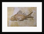 Propterus Elongatus Fish Fossil by Anonymous