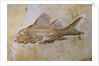 Propterus Elongatus Fish Fossil by Anonymous
