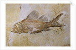 Propterus Elongatus Fish Fossil by Anonymous