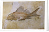 Propterus Elongatus Fish Fossil by Anonymous