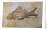 Propterus Elongatus Fish Fossil by Anonymous