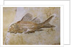 Propterus Elongatus Fish Fossil by Anonymous