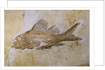 Propterus Elongatus Fish Fossil by Anonymous