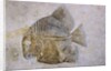 Macromesodon Macropterus Fish Fossil by Anonymous