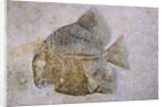 Macromesodon Macropterus Fish Fossil by Anonymous