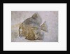 Macromesodon Macropterus Fish Fossil by Anonymous