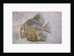 Macromesodon Macropterus Fish Fossil by Anonymous