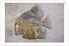 Macromesodon Macropterus Fish Fossil by Anonymous