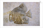 Macromesodon Macropterus Fish Fossil by Anonymous