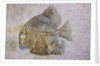 Macromesodon Macropterus Fish Fossil by Anonymous