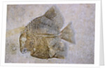 Macromesodon Macropterus Fish Fossil by Anonymous